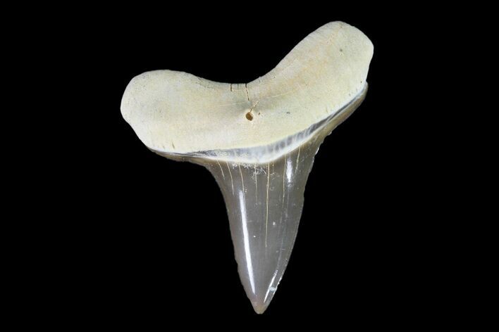 Cretaceous Cretoxyrhina Shark Tooth - Kansas #93790